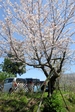 【慈遊館の風景】桜と梅
